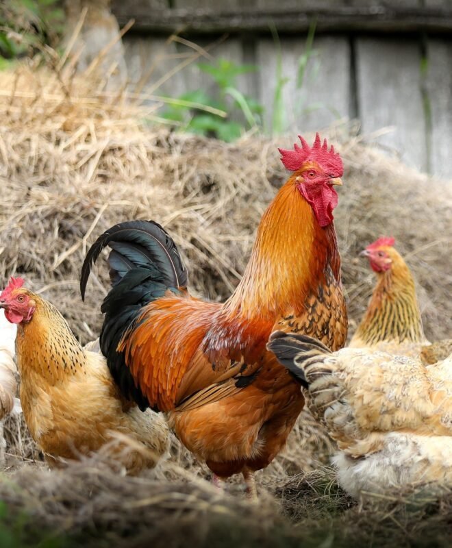 Coq et poules fermiers en liberté à la ferme