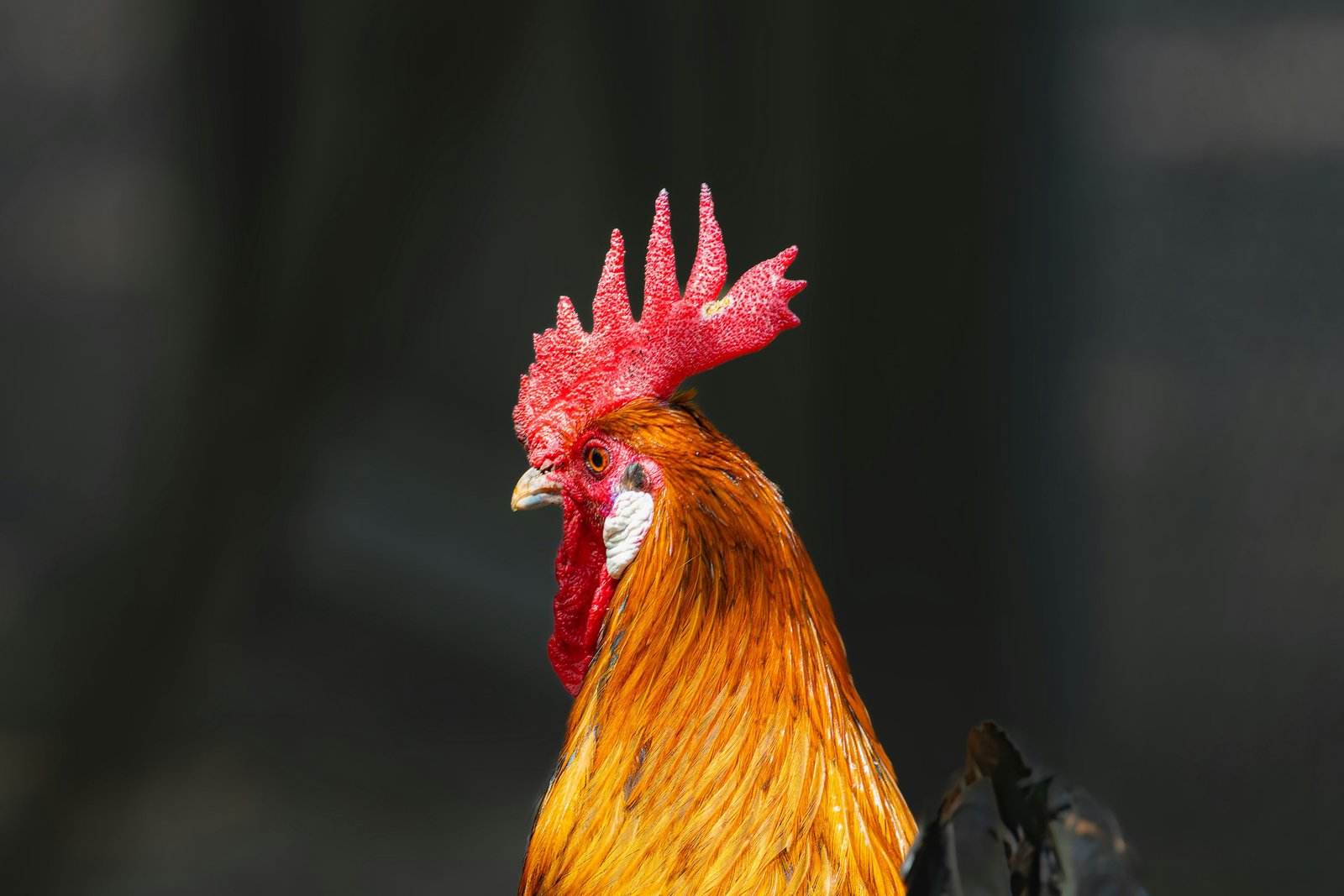 Mâle Goliath reproducteur — Coq adulte sélectionné pour la reproduction