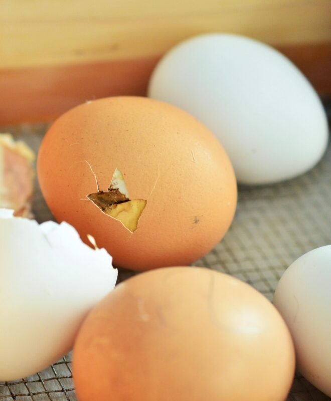 Œufs fécondés Goliath — Issus de nos reproductrices, prêts pour l’incubation