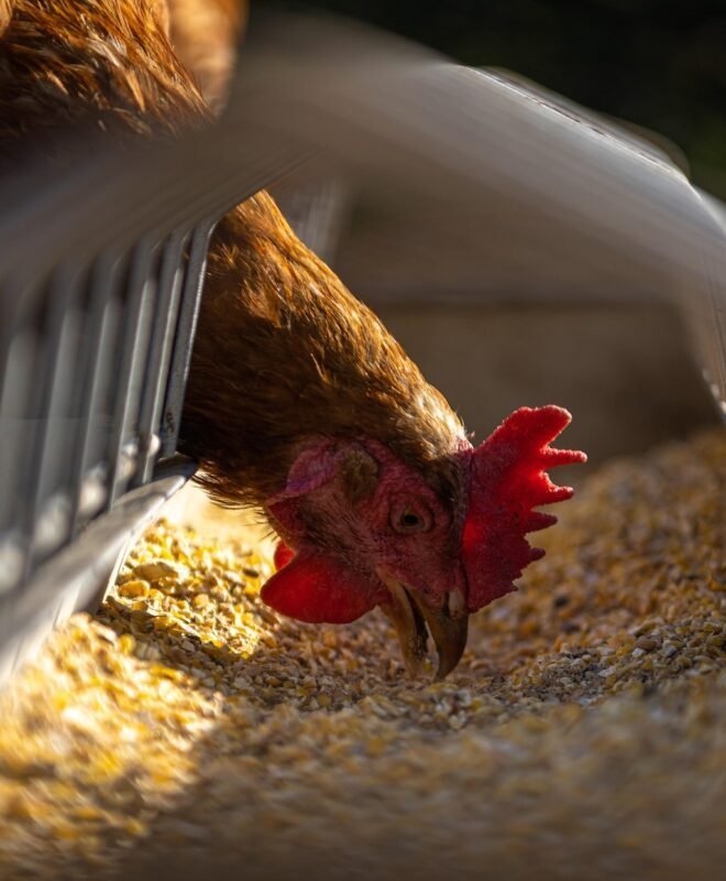 Poule pondeuse surveillée par l’éleveur au poulailler