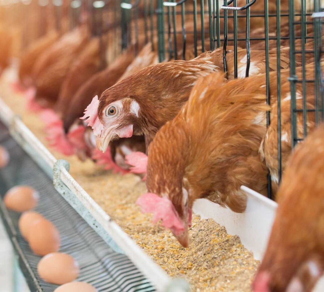 Poules pondeuses nourries à la ferme Nutrika, œufs frais sur la bande de collecte