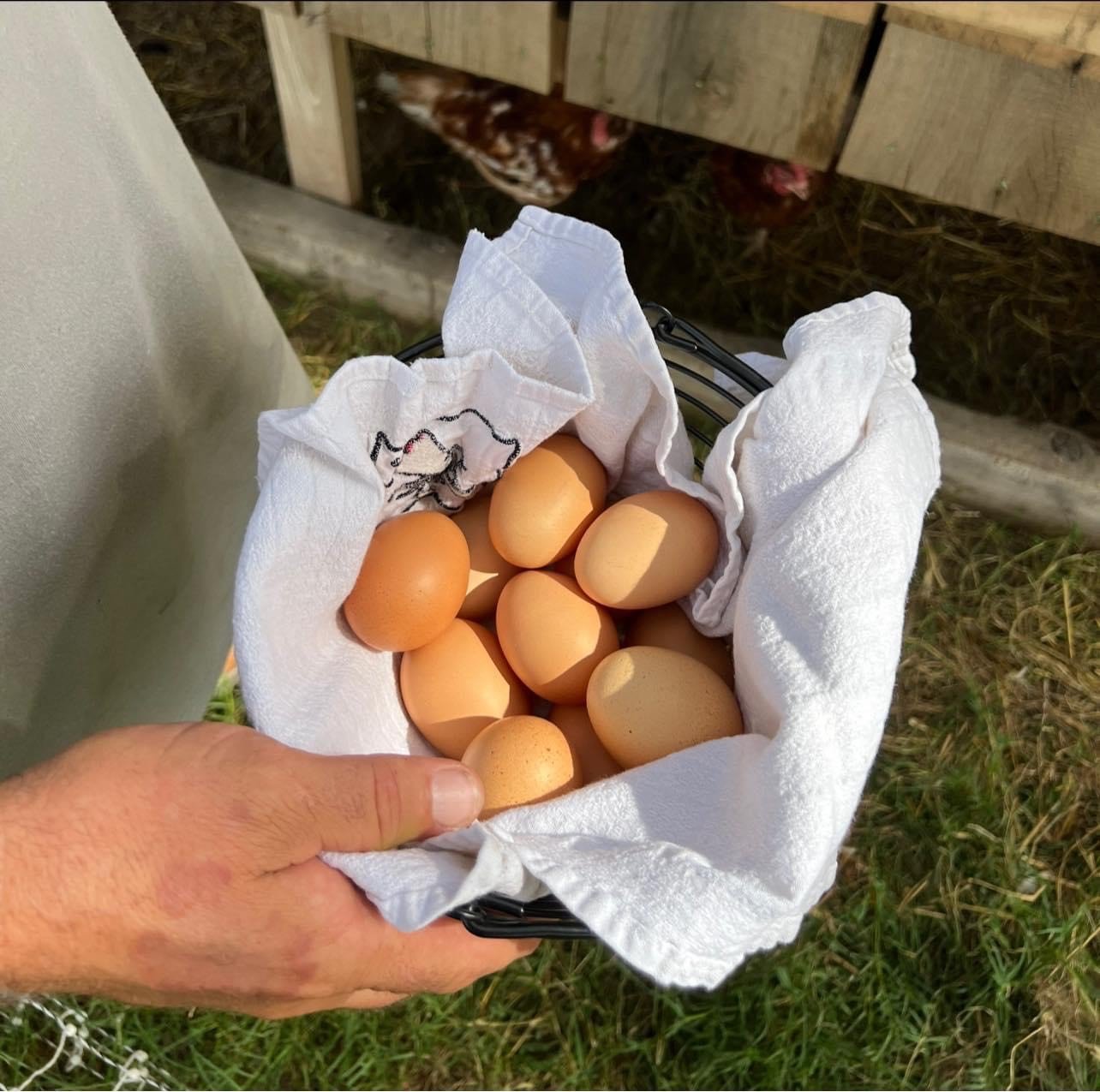 Panier d’œufs bruns frais récoltés à la ferme Nutrika