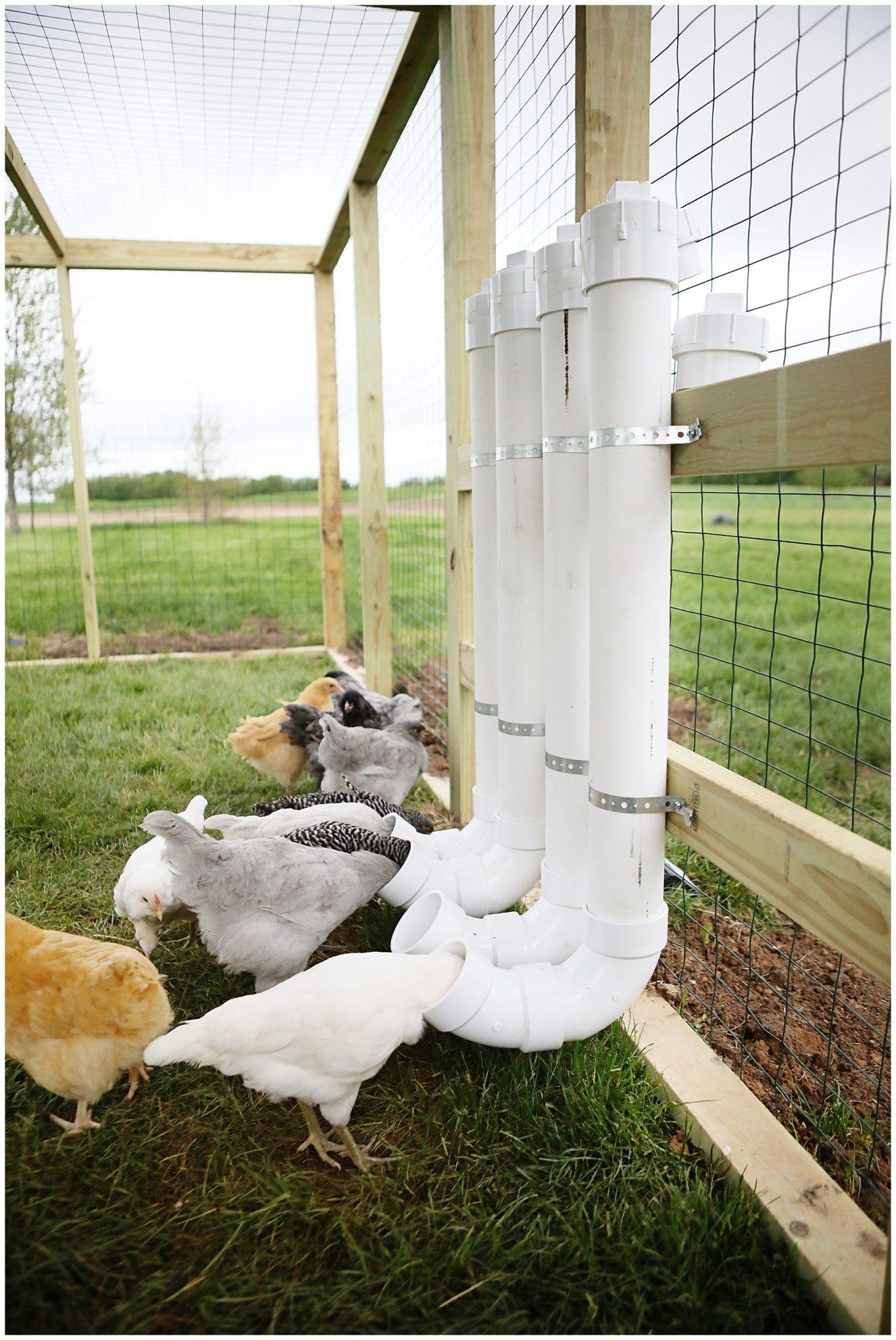 Poulailler équipé de mangeoires automatiques avec poules