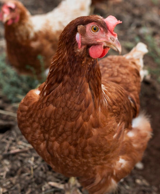 Poules pondeuses se nourrissant à la mangeoire