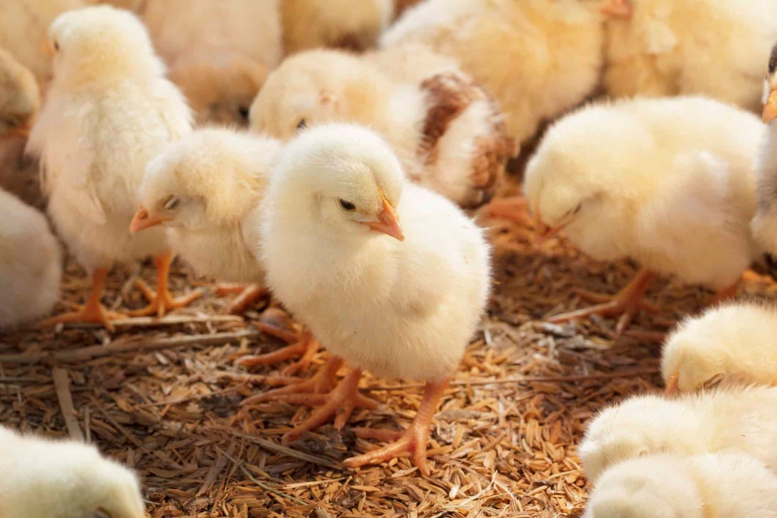 Poussins jaunes d’un jour sous la lampe de la poussaillère