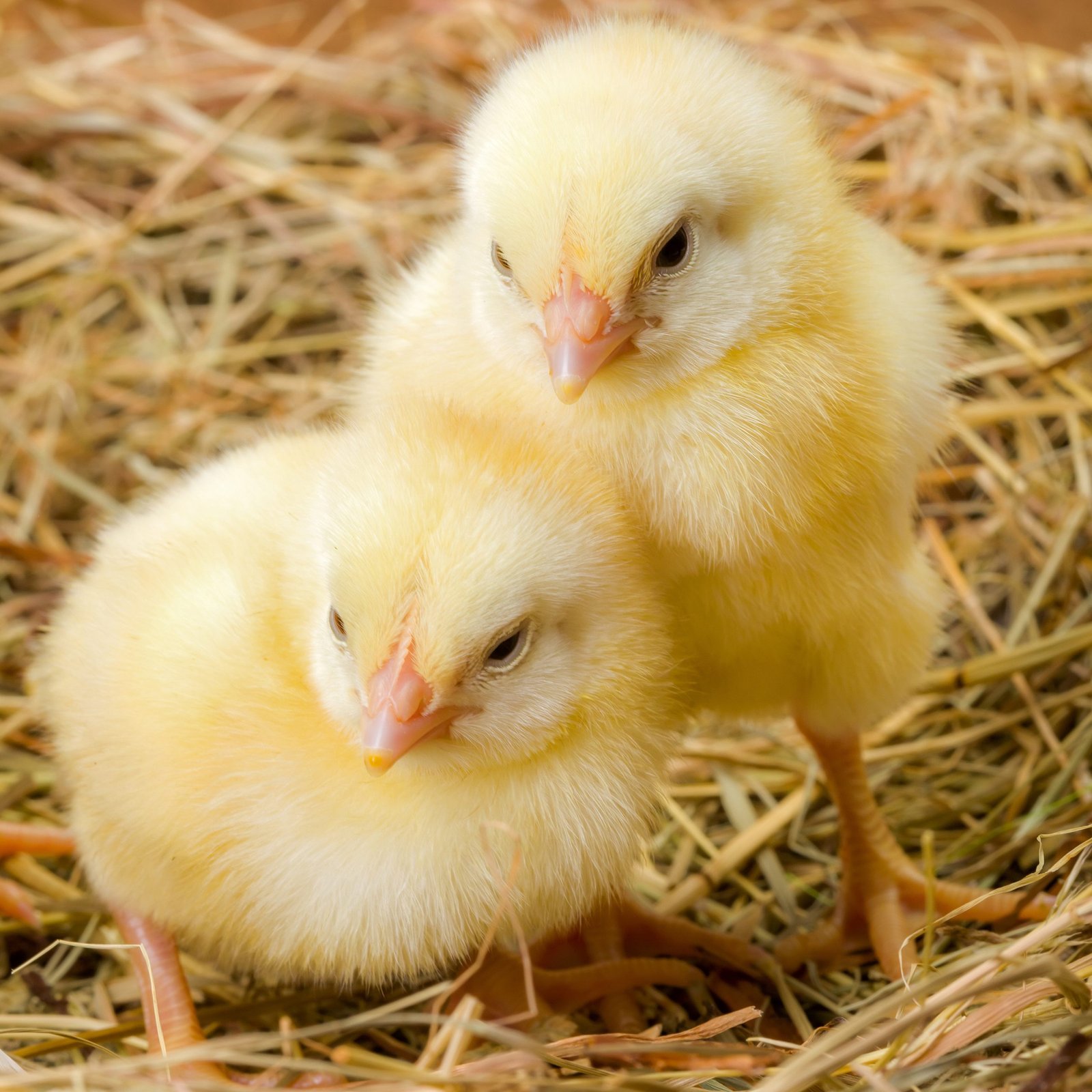 Poussins Goliath — 1 jour — Souche Goliath pure, sexés et vaccinés