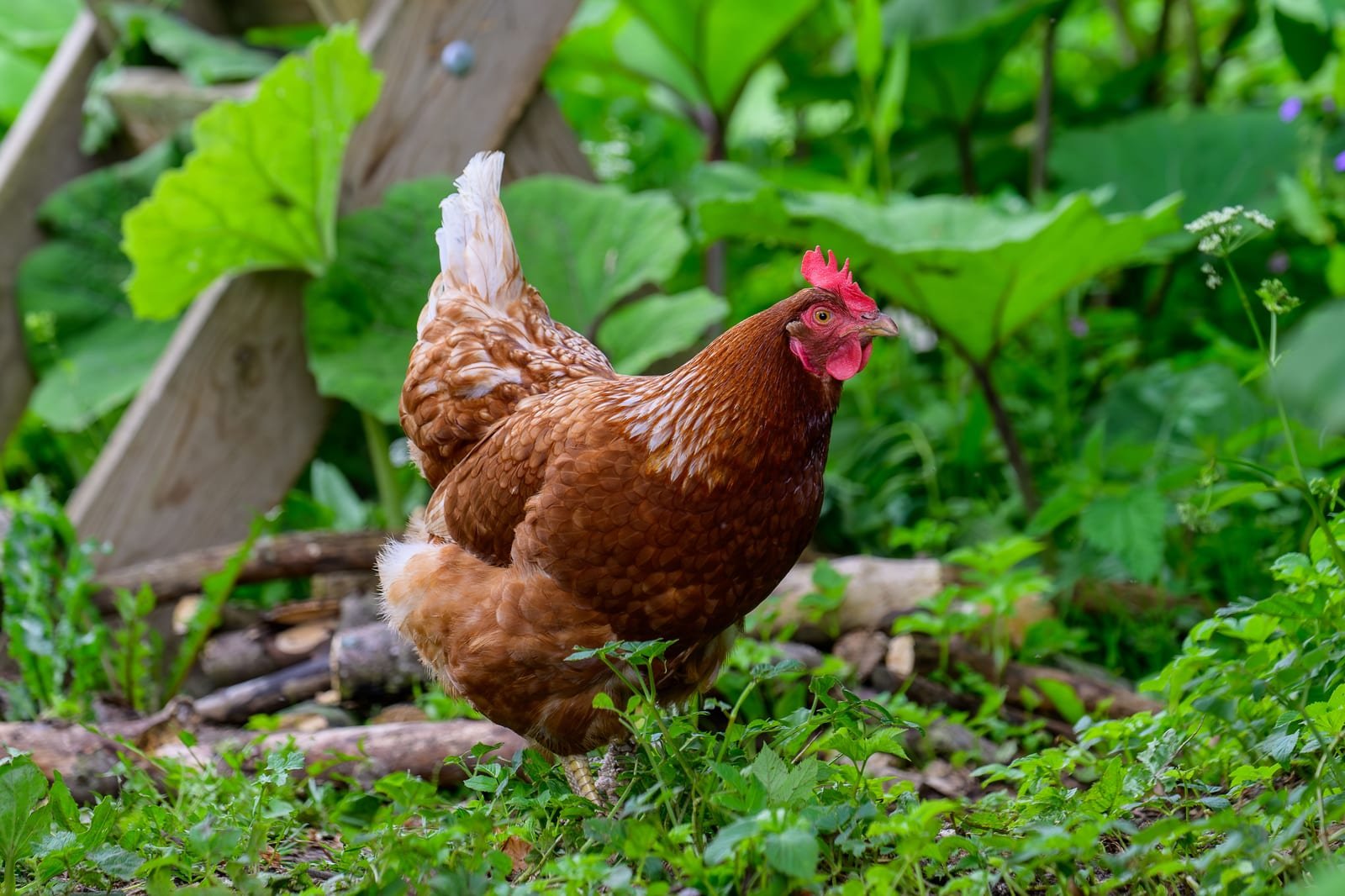 Reproductrices Goliath — Poules mères robustes, ponte féconde garantie