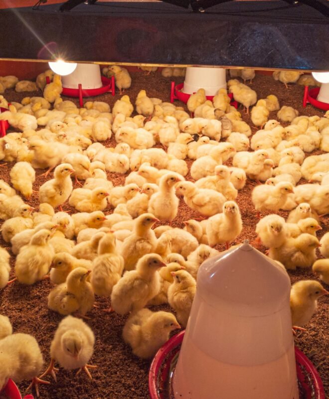 Poussins d'un jour(Goliath)