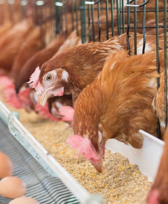 Provende pour volaille